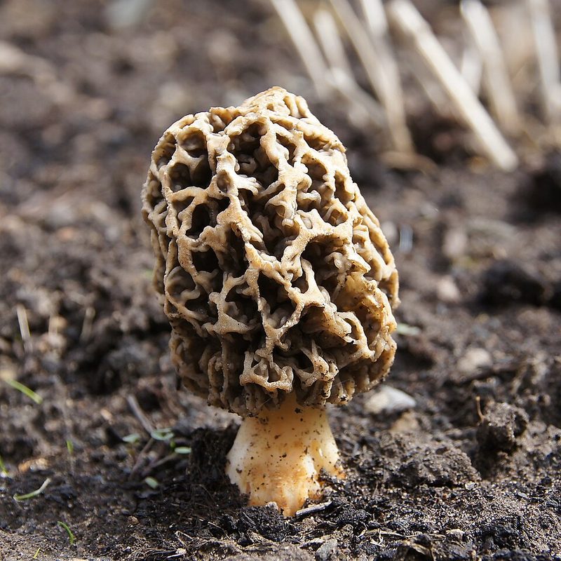Yellow Morel