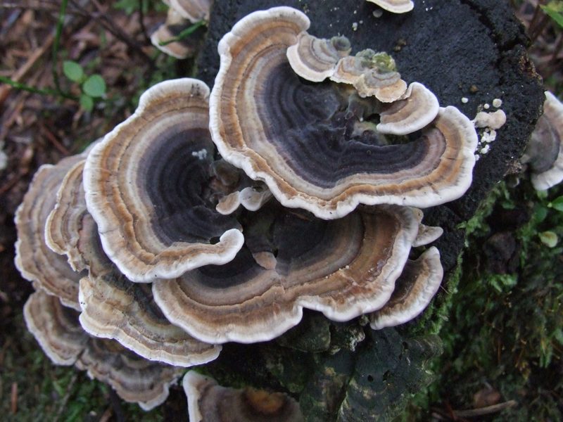Turkey Tail